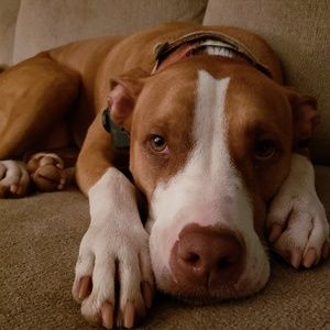 Meet your Posher, Mark